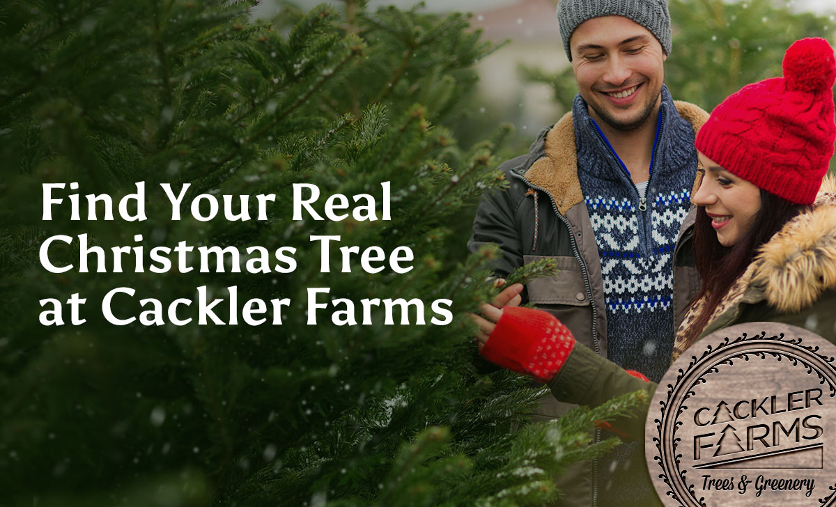 Contact Us Christmas Tree Farm Cackler Farms Delaware OH