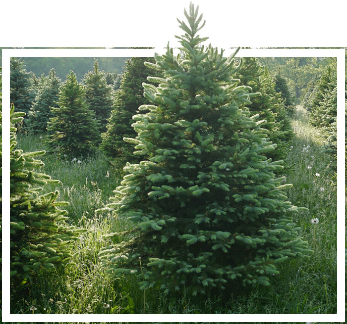 Huge Selection of Christmas Trees