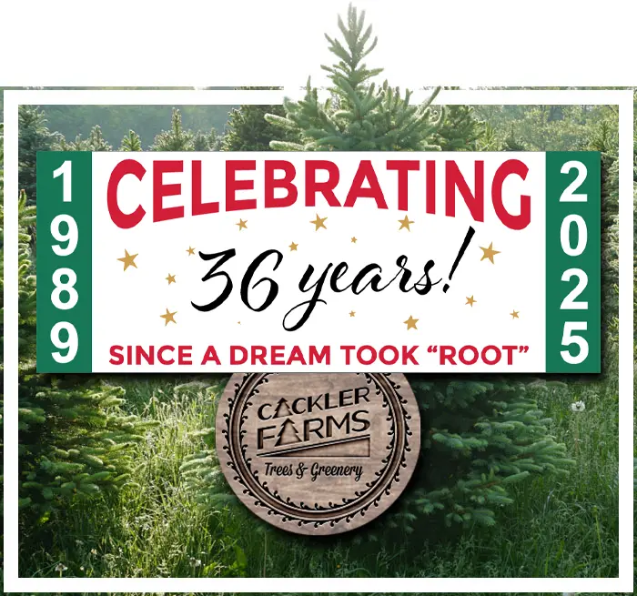 The Choose and Cut Experience